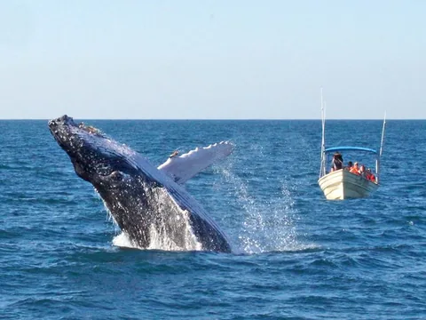 Ballena saltando frente a una lancha de avistamiento